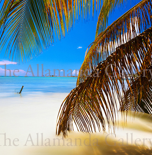 Anegada Palm Frond Anegada Palm Frond