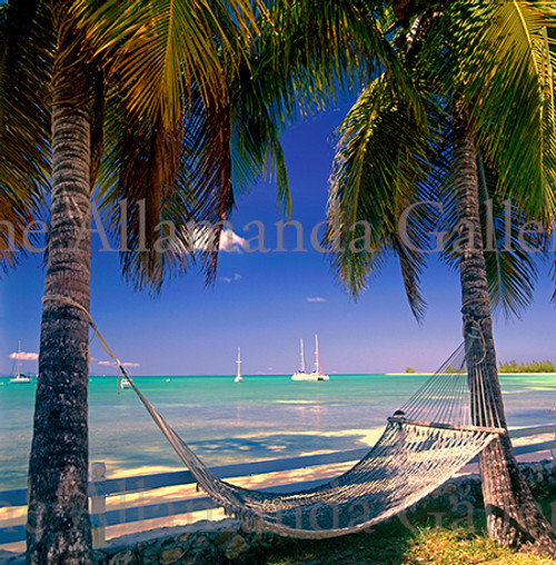 Anegada Hammock Anegada Hammock