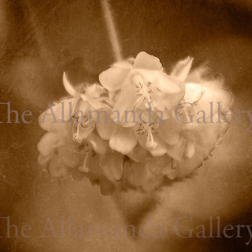 Flower Sepia Flower Sepia