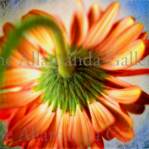 Daisy Daisy