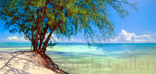Whistling Pines , Anegada Panorama Traditional Whistling Pines , Anegada Panorama Traditional