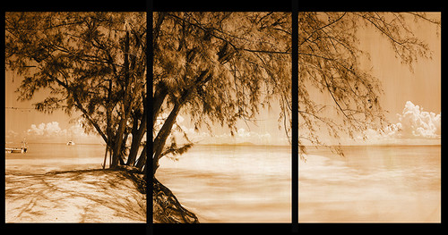 Whistling Pines Sepia 