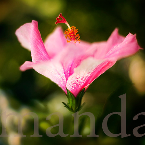 pink hibiscus 