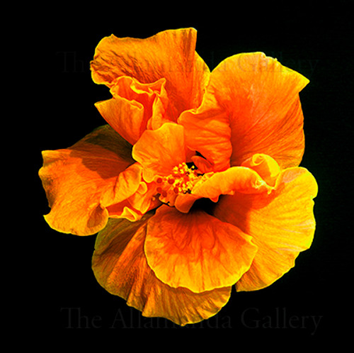 orange crush