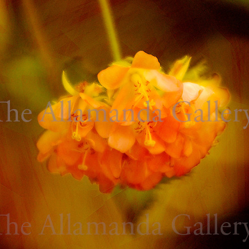 Flower Canvas