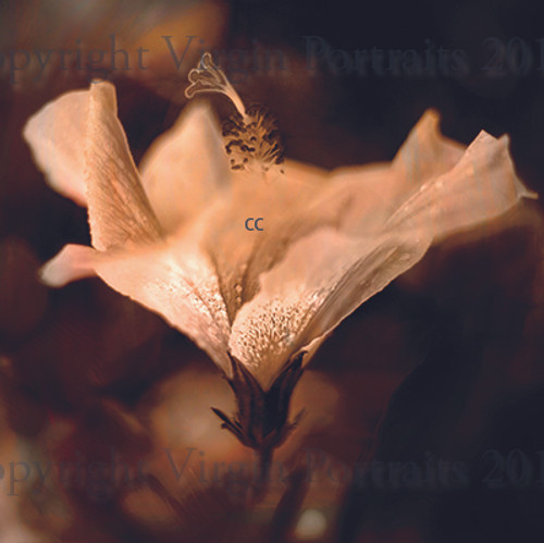 Hibiscus Sepia Hibiscus Sepia