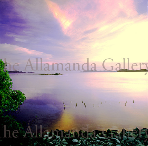 Mangroves