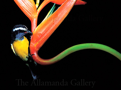 Yellowbird