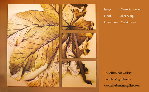 Cecropia   (E shape)