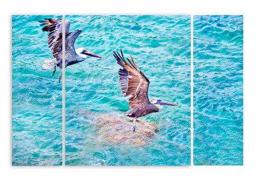 Two pelicans _window