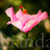 Pink Hibiscus