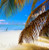 Anegada Palm Frond