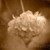Flower Sepia
