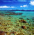 The reef 