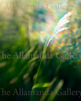 Wild Grass