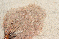 Sea Fan- canvas