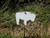 Buffalo Bison Hanger Gong Target - 3/8" Thick AR500 1 piece(FREE SHIPPING!)