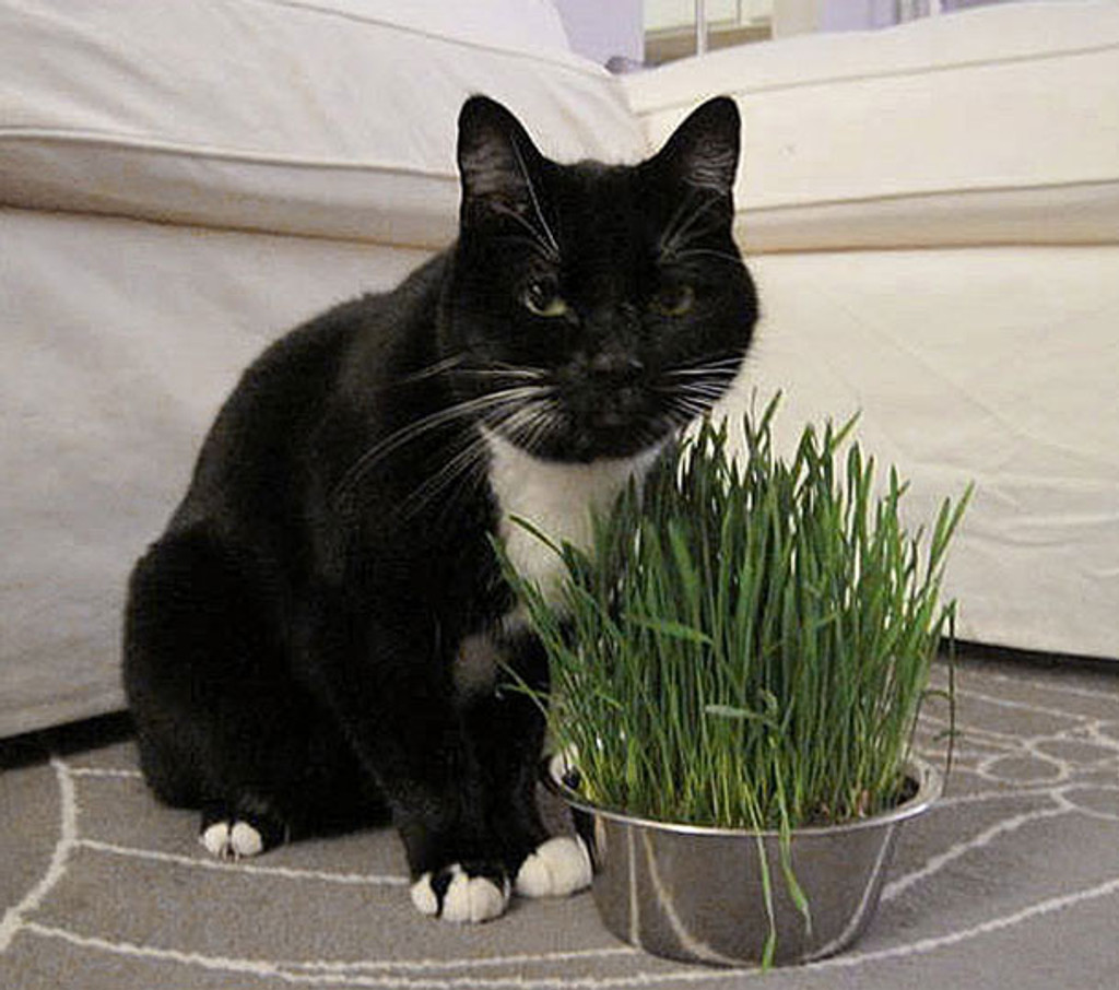 Cat Grass Bowl