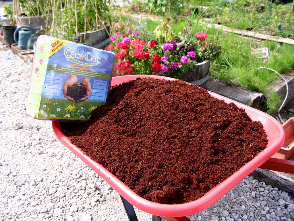 Coconut Coir | Eartheasy.com