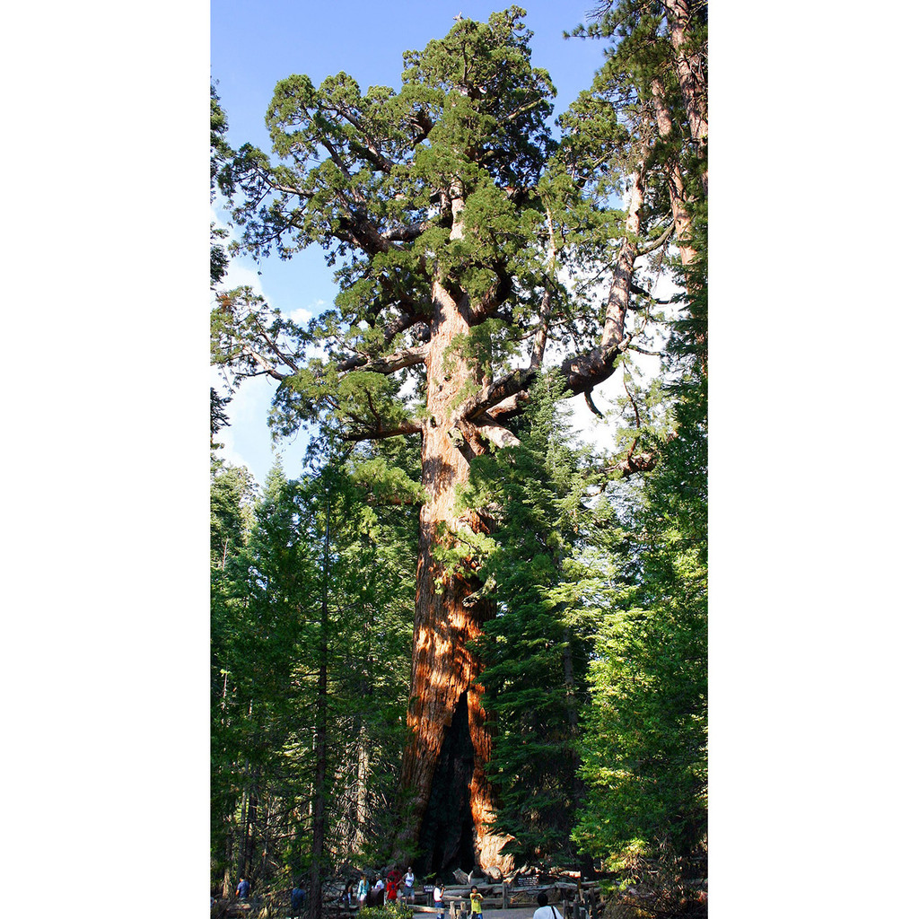 Giant Sequoia Tree Grow Kit