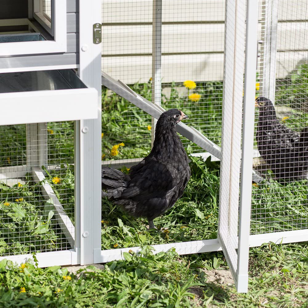 Recycled Plastic Chicken Coop The Hampton