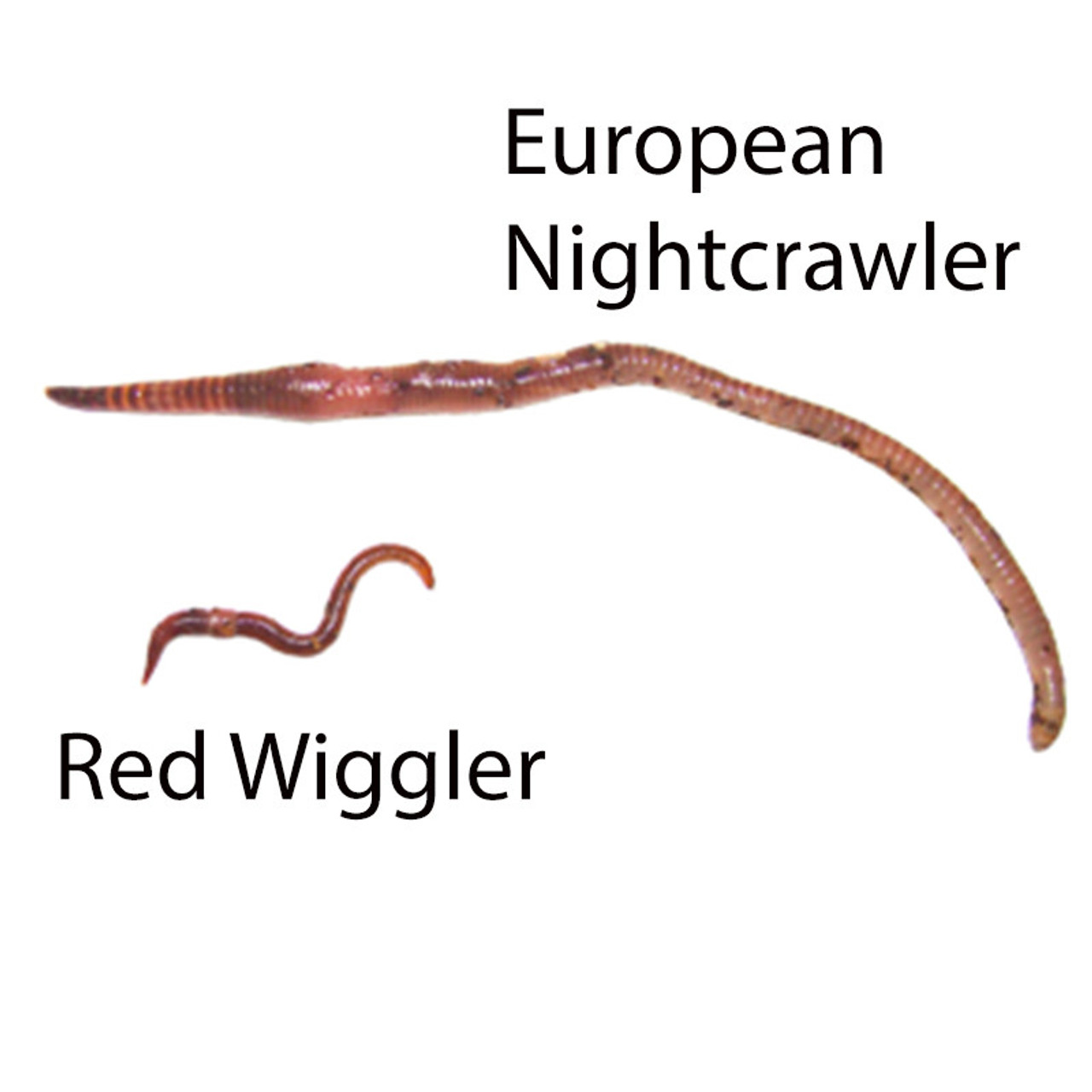 50 Live Bait Fishing Worms - European Nightcrawlers