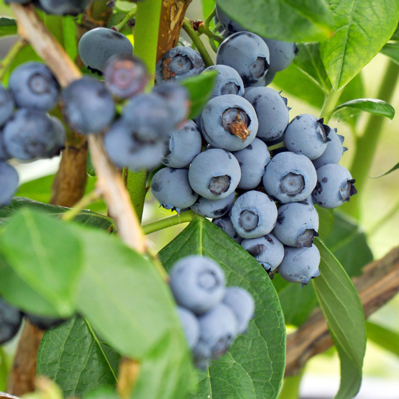 Bower Branch Highbush Blueberry Bushes Eartheasy