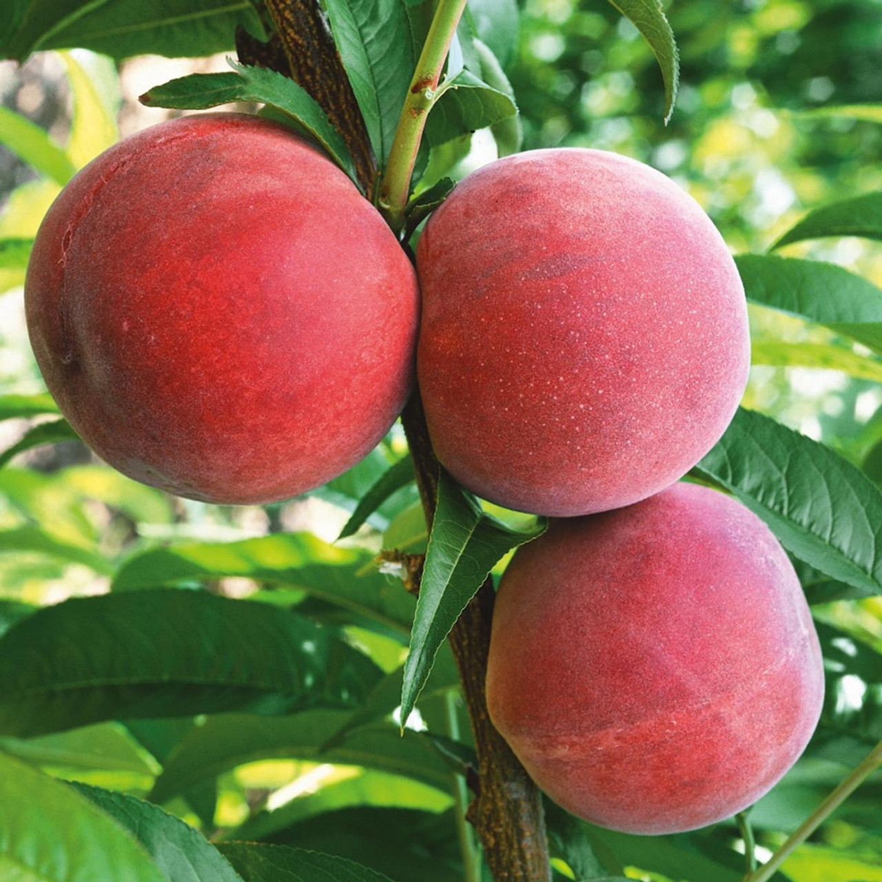 ポップス+ロック(洋楽) Pollen. Peach tree. ポップス+ロック(洋楽) Pollen. Peach tree. Flamin' Fury® (PF