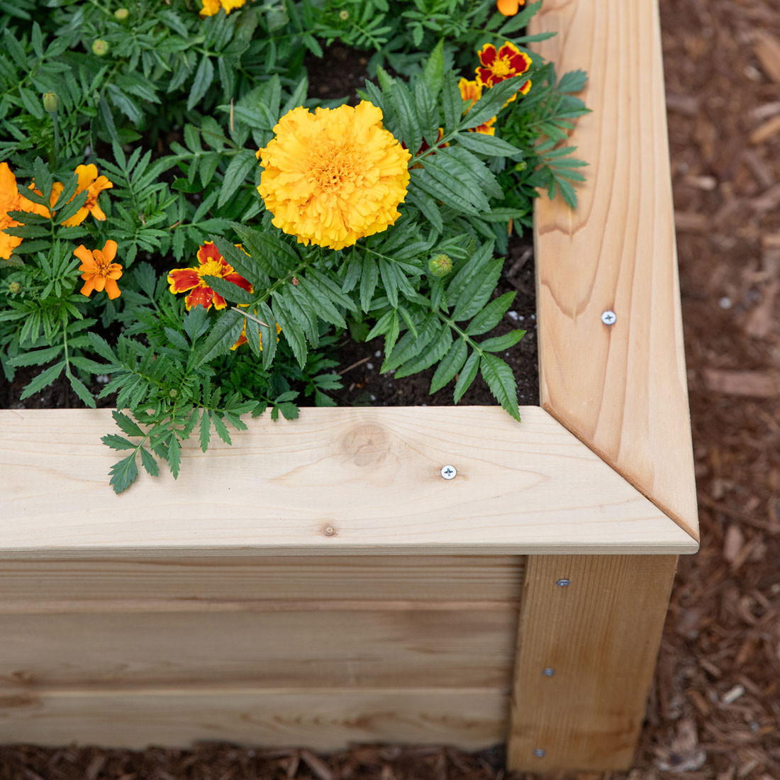 Natural Cedar Raised Garden Beds
