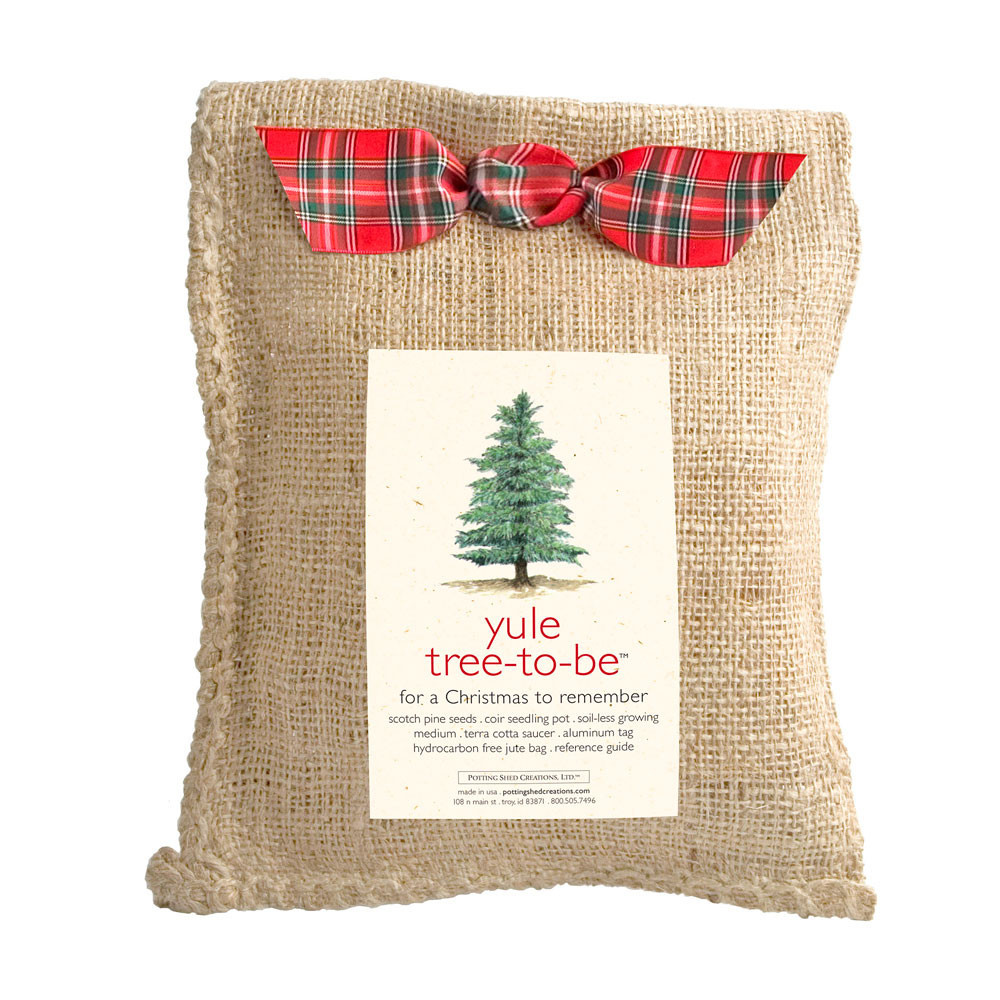 Christmas Tree Grow Kit