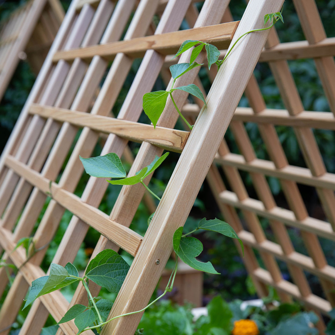 Natural Cedar AFrame Trellises