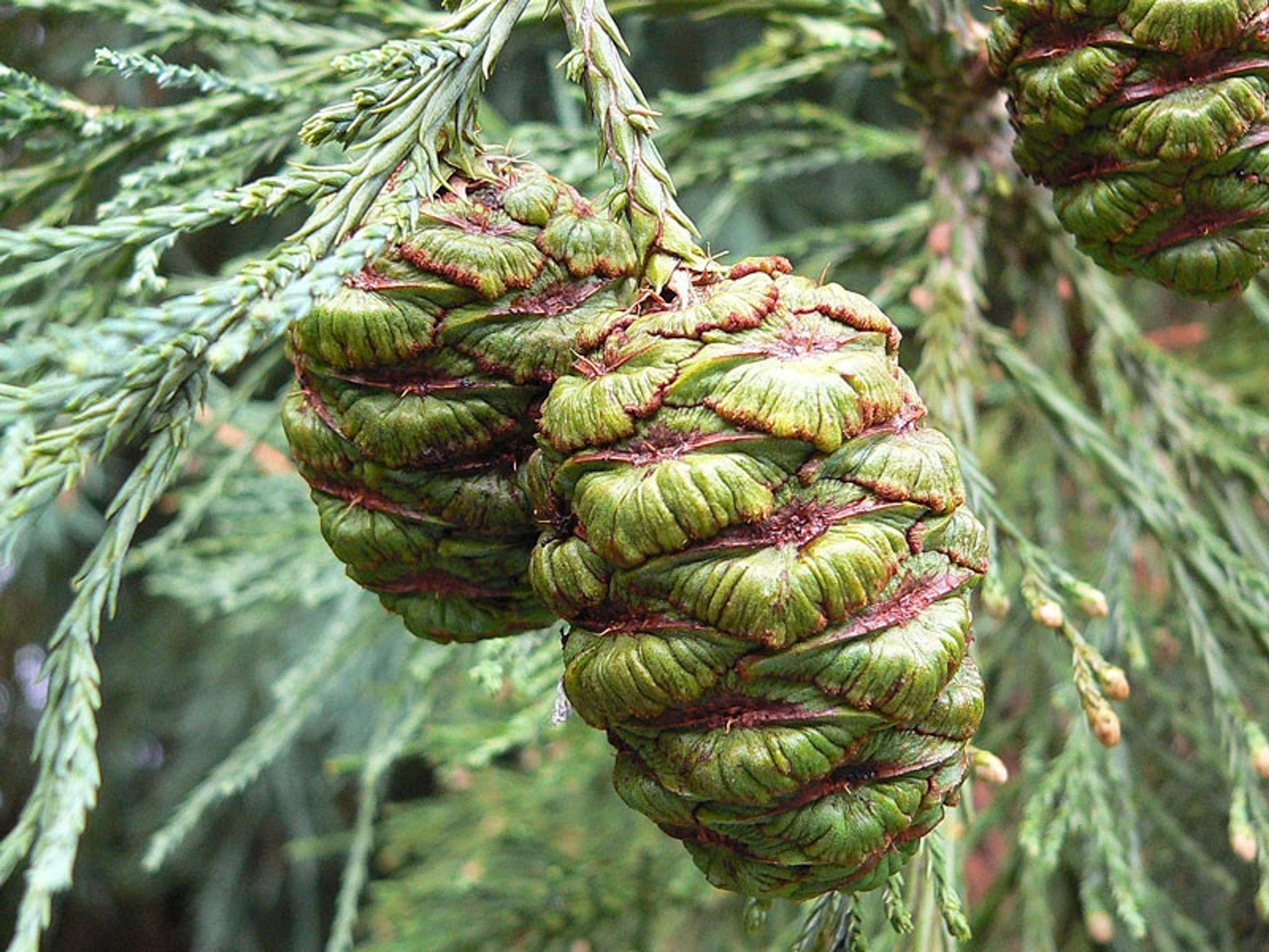 Giant Sequoia Tree Grow Kit Eartheasy Com