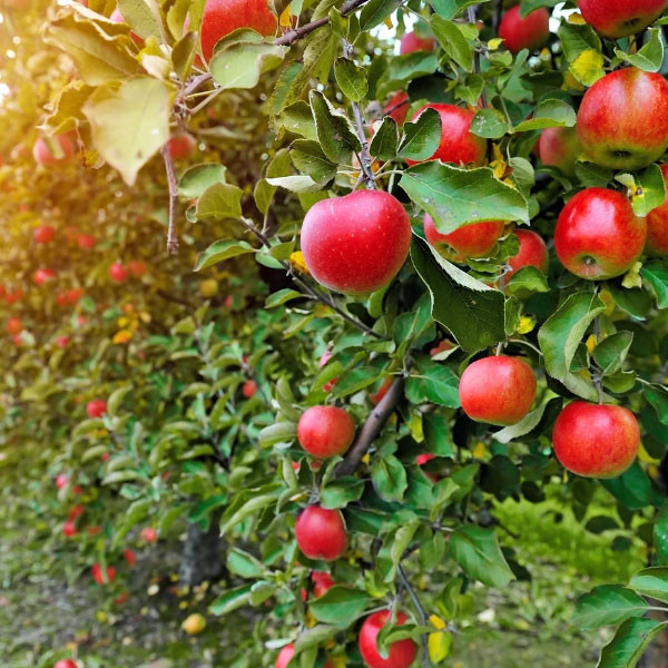 Bower & Branch Fall Fruiting SemiDwarf Apple Trees