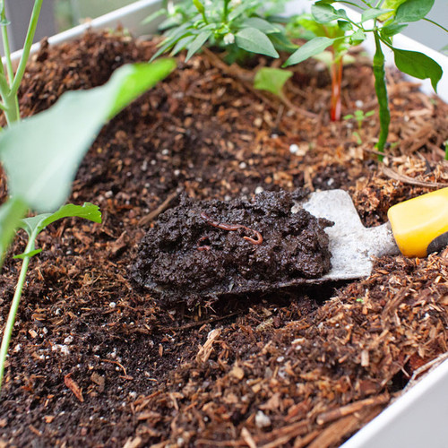 Composting Worms - European Nightcrawlers