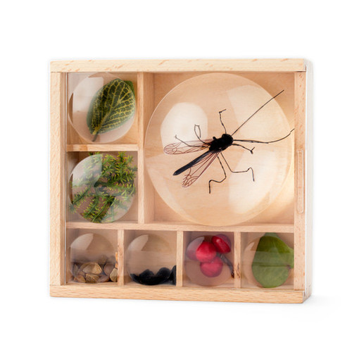 Bug Box Display Case