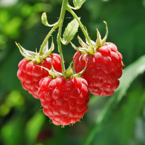 Heritage Ever-bearing Red Raspberry