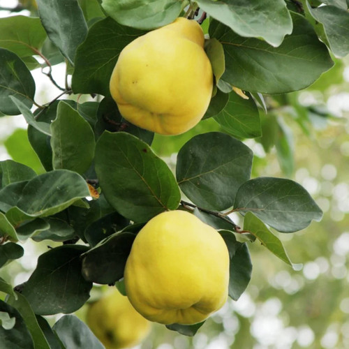 Bower & Branch Semi Dwarf Champion Quince Tree