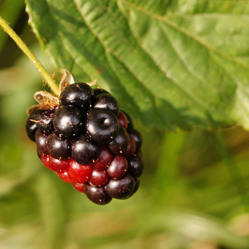 Bower & Branch Blackberry Bush