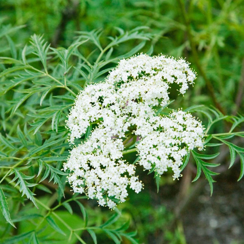 Bower & Branch Common Elderberry Bush