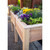 Natural Cedar Elevated Garden Planter