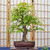 Bonsai Tree Grow Kit