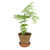 Dawn Redwood Tree-to-Be