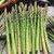 Bower & Branch Jersey Knight Asparagus