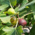 Bower & Branch Fig Trees