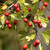 Audubon® Native Hawthorn Trees