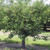 Montmorency Sour Cherry Tree