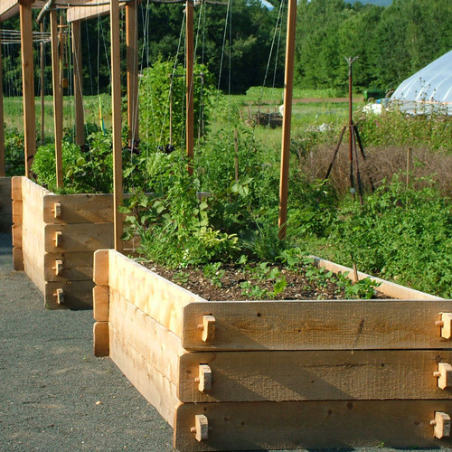 Image of White cedar garden box