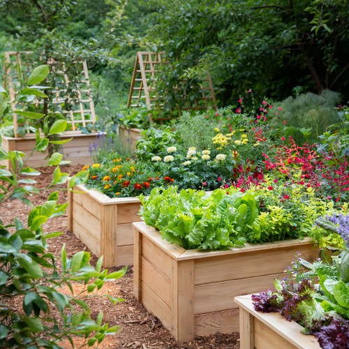 Natural Cedar Elevated Garden Planter