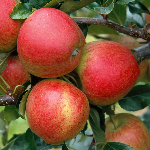 Fall Care of Fruit Trees Eartheasy