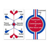 SynTox 3D Toxicology Model - Darwin Microfluidics